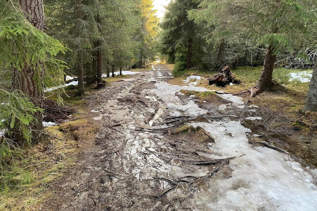 SÅRBART: Stiene i Trondheim slik ut som her på Geitfjellet trenger en periode med sammenhengende tørke før de er klare for sykling. Foto: Morten Karlsen Stisykling på Geitfjellet i Trondheim