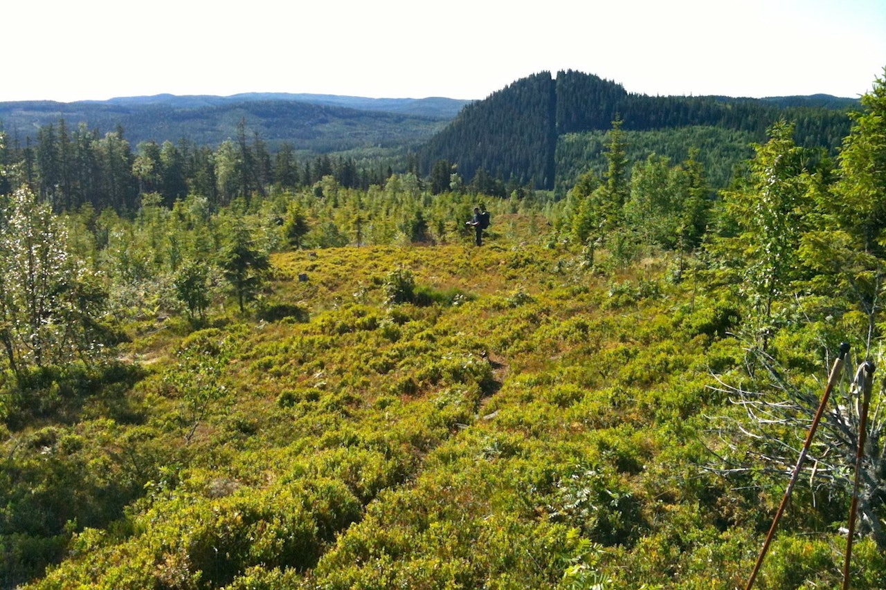 Finnskogsleden er ett av mange verneområder i Hedmark der Fylkesmannen bevisst omgår gjeldene føringer fra regjeringen og Stortinget. Foto: Björn Falkevik 