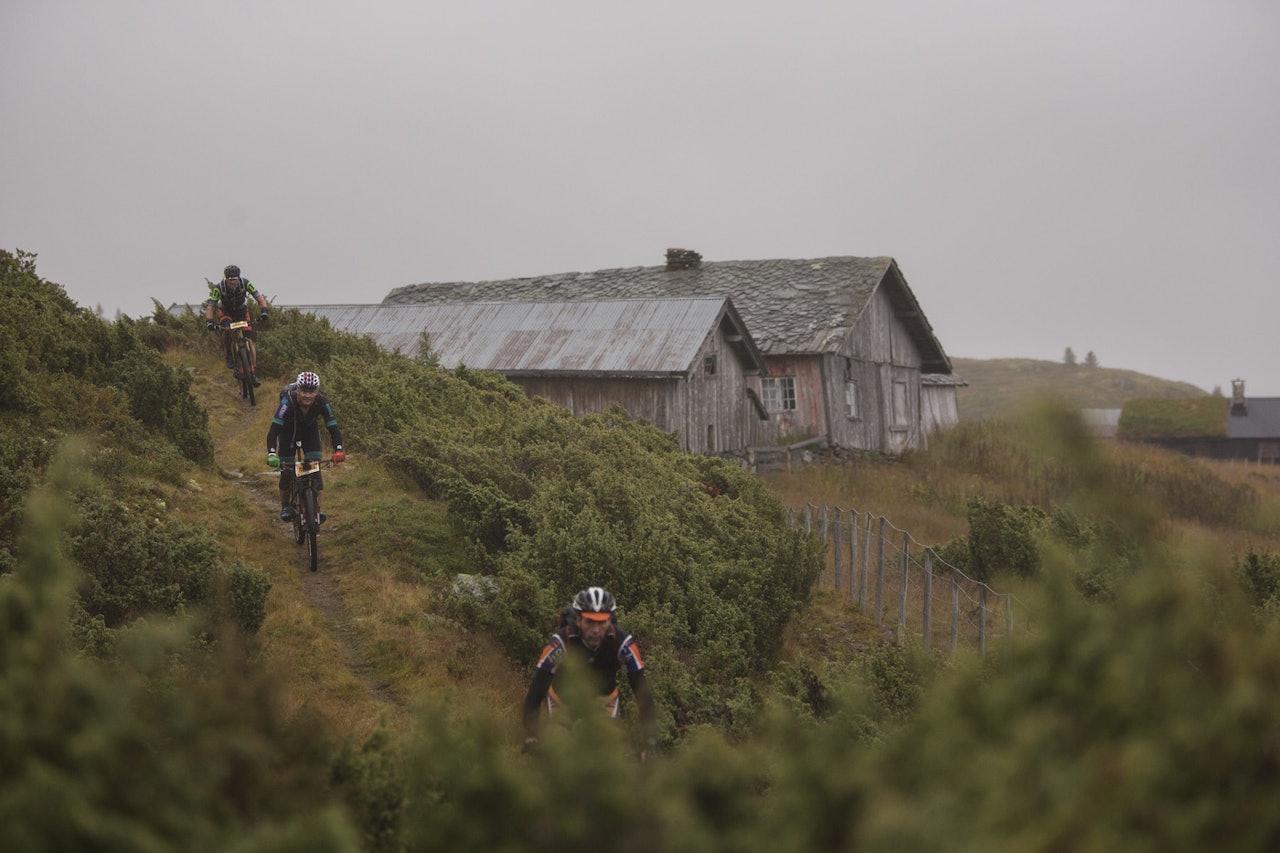 Ultrabirken. Foto: Kristoffer H. Kippernes birken ultrabirken