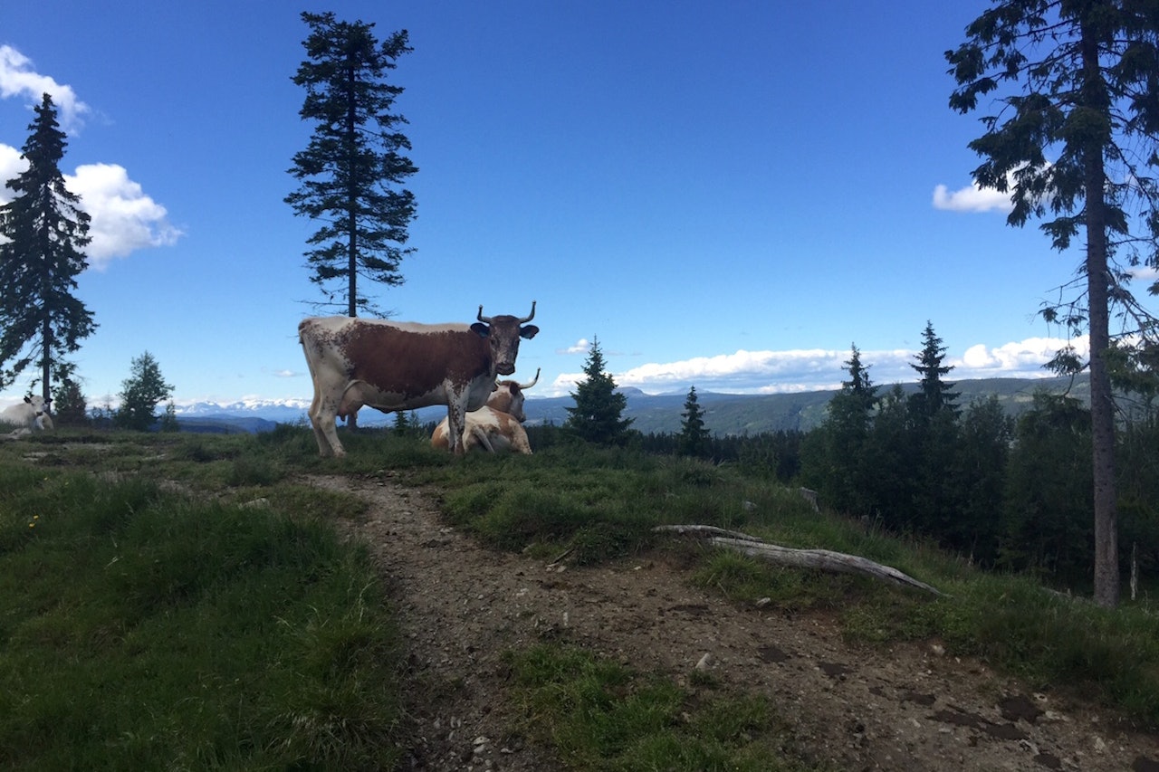 Det blir mye singletrack i Offroad Valdres, og 2.0-versjonen, som slippes om kort tid, lover over 60km flyt, fryd og storslått utsikt. Foto: Ole Christian Nymoen