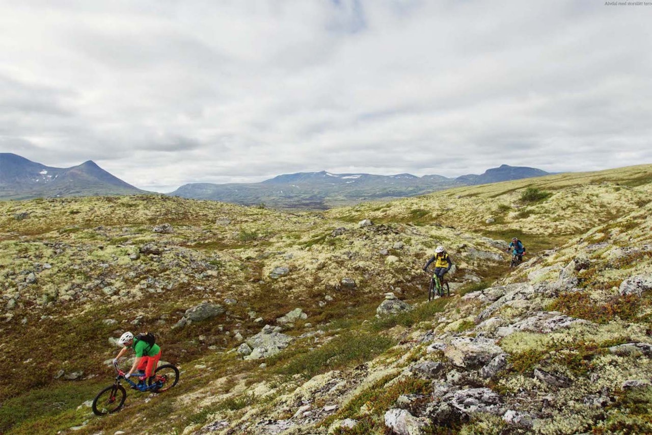 Guidede sykkelturer blir en enda større del av Livestockfestivalen i Alvdal, og turen i Alvdal Vestfjell fra Terrengsykkel-reportasjen i utgave 69 i fjor høst er med på årets turmeny. Foto: Kristoffer Kippernes  Guidede sykkelturer blir en enda større del av Livestockfestivalen i Alvdal, og turen i Alvdal Vestfjell fra Terrengsykkel-reportasjen i utgave 69 i fjor høst er med på årets turmeny. Foto: Kristoffer Kippernes