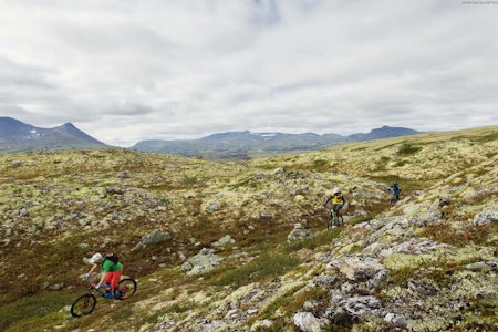 Guidede sykkelturer blir en enda større del av Livestockfestivalen i Alvdal, og turen i Alvdal Vestfjell fra Terrengsykkel-reportasjen i utgave 69 i fjor høst er med på årets turmeny. Foto: Kristoffer Kippernes  Guidede sykkelturer blir en enda større del av Livestockfestivalen i Alvdal, og turen i Alvdal Vestfjell fra Terrengsykkel-reportasjen i utgave 69 i fjor høst er med på årets turmeny. Foto: Kristoffer Kippernes