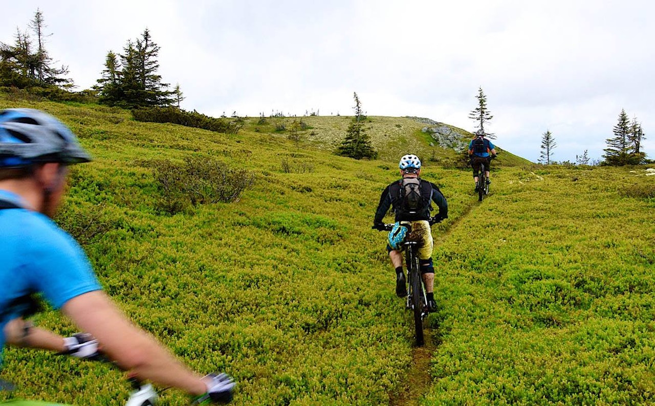 Kommersiell vare? Trysil satser på at dette trekker massene til skogs og til fjells i Østerdalens alpinsentrum. Kommersiell vare? Trysil satser på at dette trekker massene til skogs og til fjells i Østerdalens alpinsentrum.