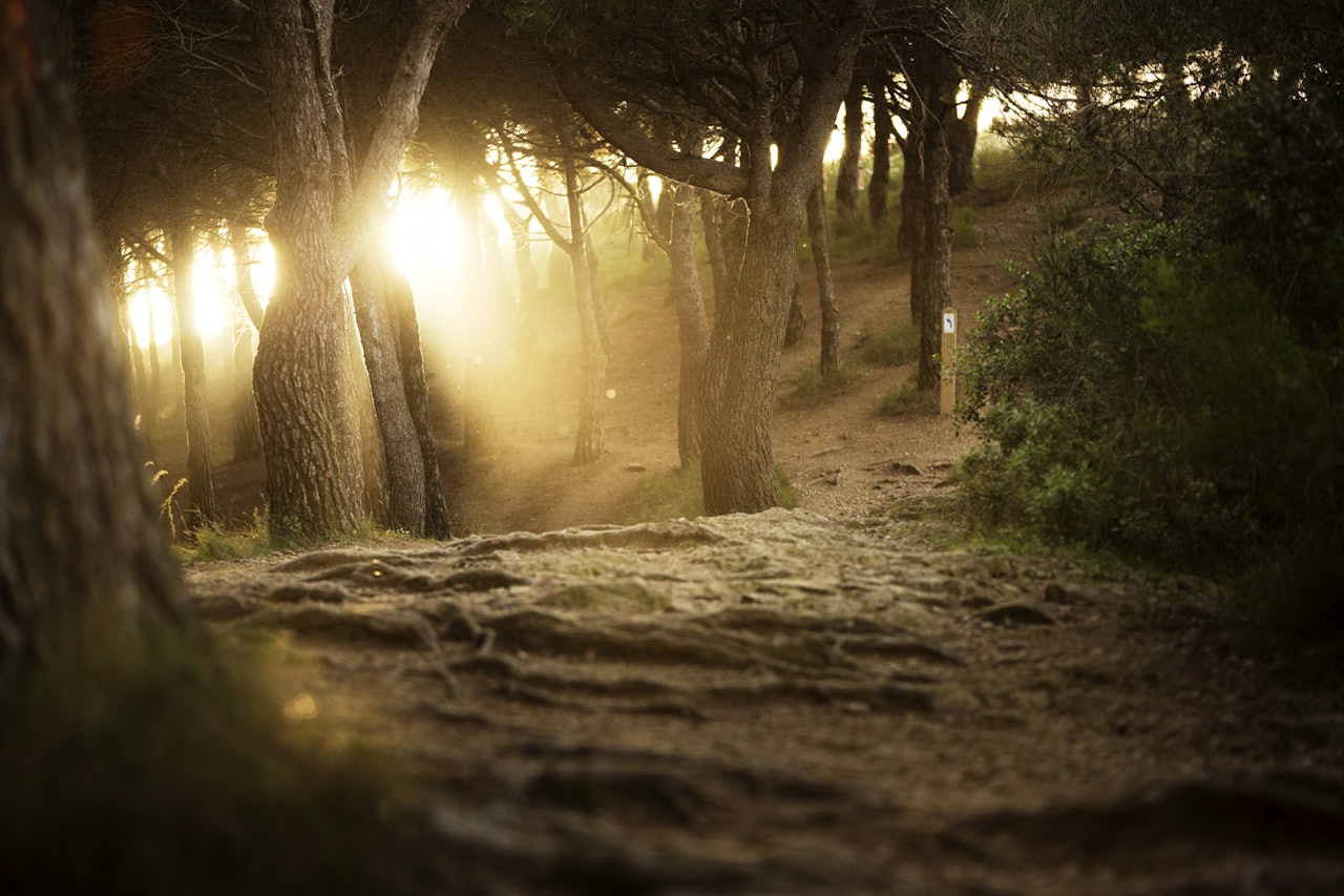 DET VI VIL HA: Stier, røtter, steiner, og lav kveldssol. Ypperlige forhold for sykkeltesting. (foto: Kristoffer H. Kippernes) DET VI VIL HA: Stier, røtter, steiner, og lav kveldssol. Ypperlige forhold for sykkeltesting. (foto: Kristoffer H. Kippernes)