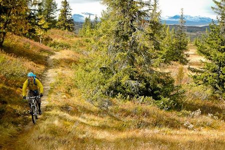 KNUT PÅ TUR, ALDRI SUR: Knut Myking har alltid smilet på lur inne i skjegget sitt, særlig når han sykler smalsti hjemme i Ål. Foto: Vegard Breie KNUT PÅ TUR, ALDRI SUR: Knut Myking har alltid smilet på lur inne i skjegget sitt, særlig når han sykler smalsti hjemme i Ål. Foto: Vegard Breie