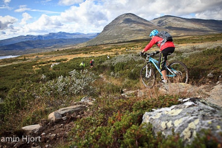 Skogshorn og stisyklister.Foto: Benjamin Hjort Skogshorn og stisyklister.Foto: Benjamin Hjort