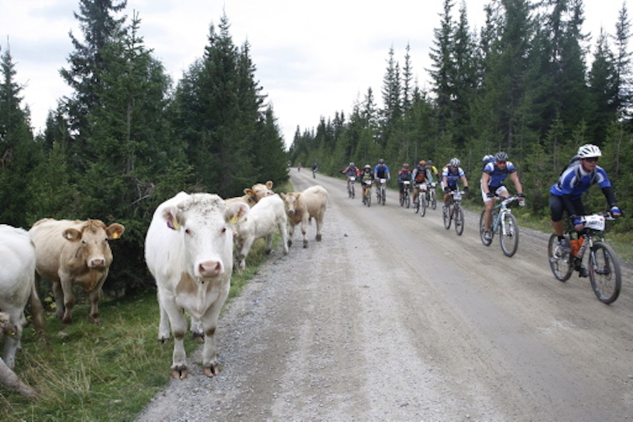 NØKKELEN: I Birken trenger du en gruppe å kjøre med. Foto: Eivind Bye, Sportmedia NØKKELEN: I Birken trenger du en gruppe å kjøre med. Foto: Eivind Bye, Sportmedia