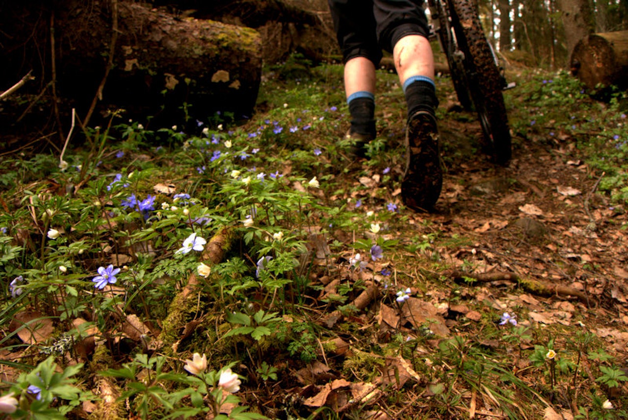 BLÅVEIS: baronKanon leverer flott vårstemning. BLÅVEIS: baronKanon leverer flott vårstemning.