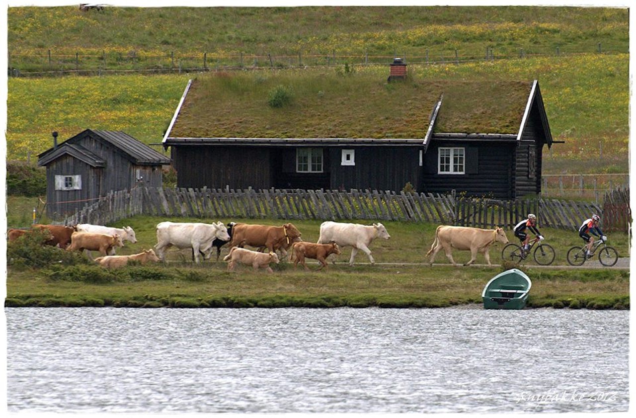 SYKLE MED KYR: I området rundt Vaset drives det aktiv stølsdrift, og du skal ikke se bort i fra at du møter noen kyr underveis. Alle foto: Valdresrittet.no SYKLE MED KYR: I området rundt Vaset drives det aktiv stølsdrift, og du skal ikke se bort i fra at du møter noen kyr underveis. Alle foto: Valdresrittet.no