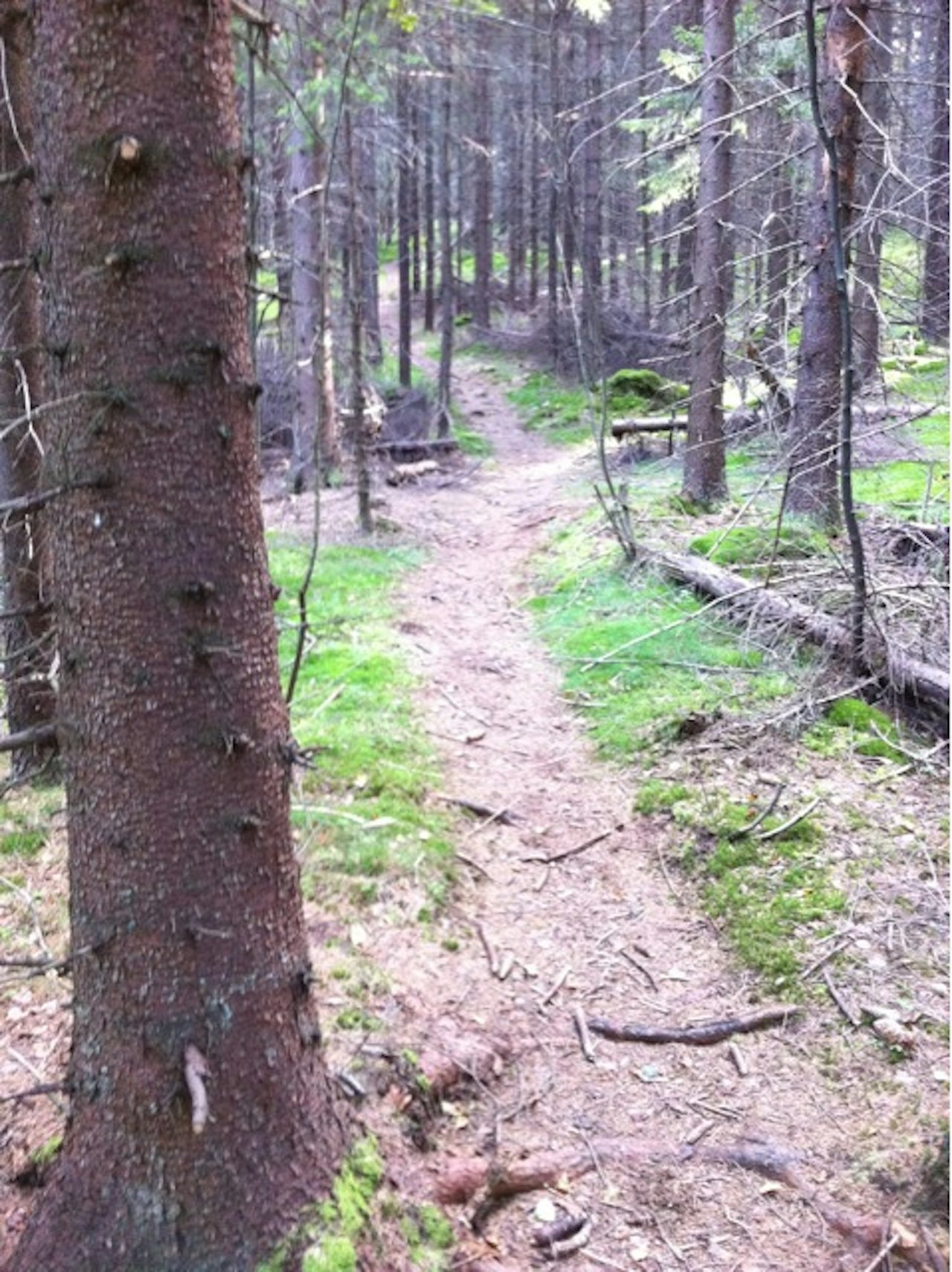 FINSTI: Fra Danseplassen fortsetter dansinga på lekne stier. Foto: Stiguiden FINSTI: Fra Danseplassen fortsetter dansinga på lekne stier. Foto: Stiguiden