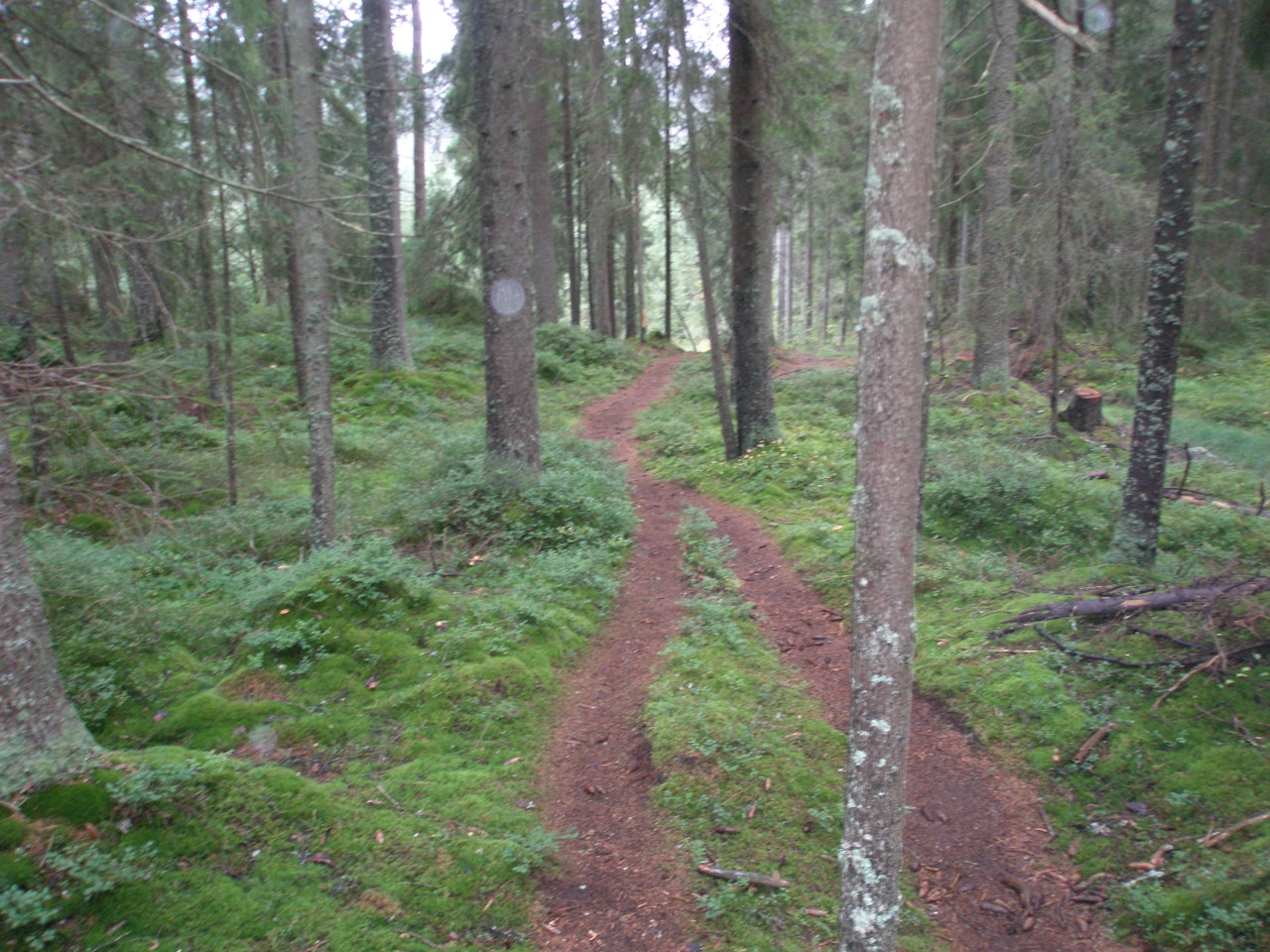 FINSTI: Ulvedalen ved Skedsmo/Gjerdrum er godt beskrevet i stiguiden. FINSTI: Ulvedalen ved Skedsmo/Gjerdrum er godt beskrevet i stiguiden.