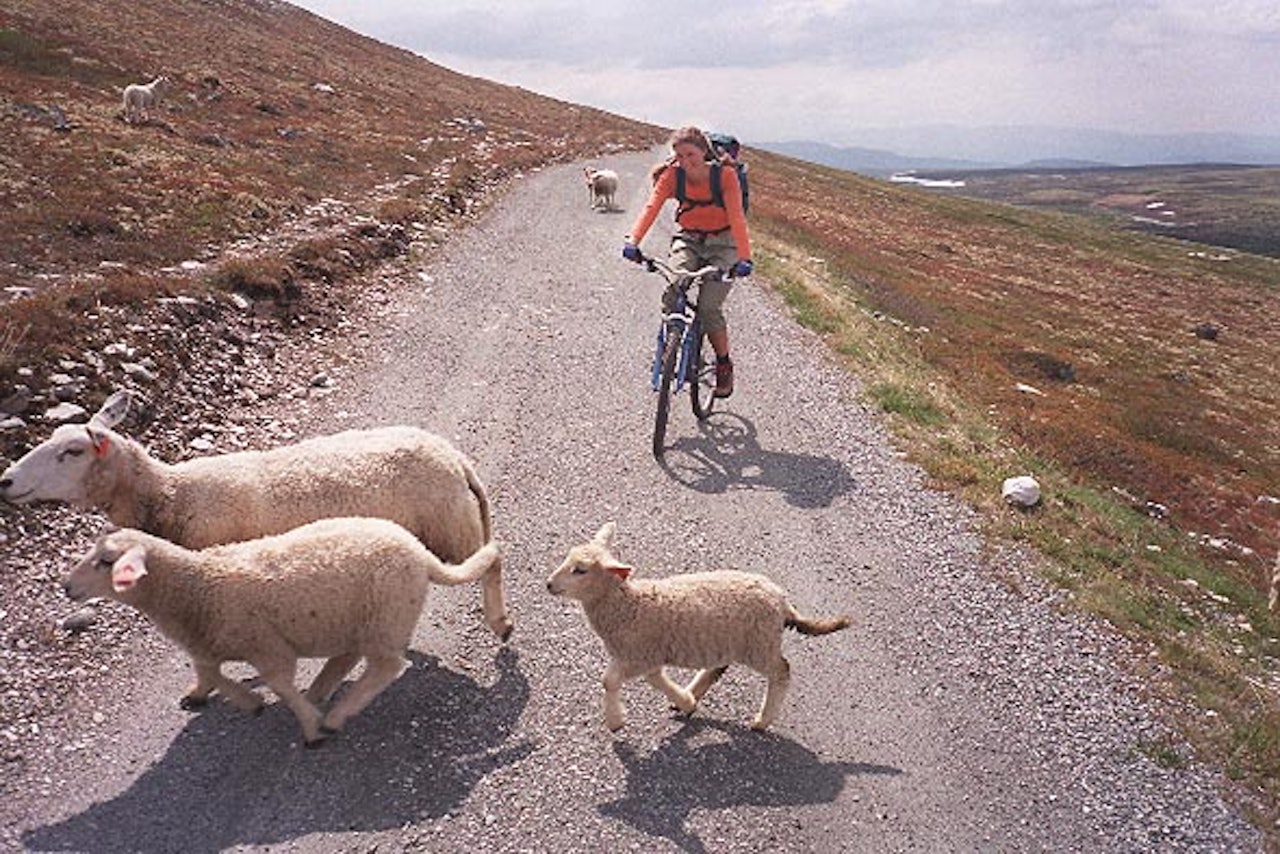 Bææææ! Bææææ!