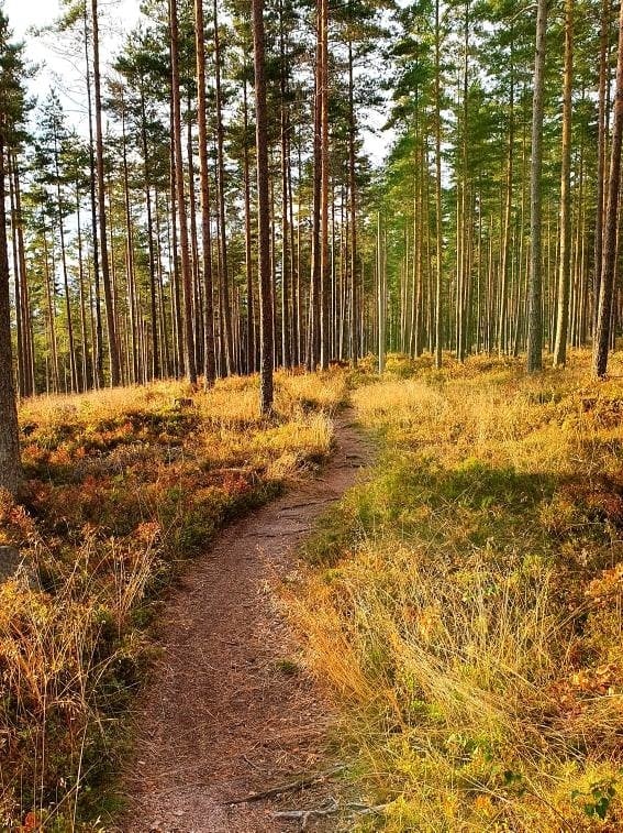 FLYT: Maridalsrunden har mange fine flytstier, slik som her. Foto: Tord Bern Hansen maridalsrunden oslo gps spor tips guide