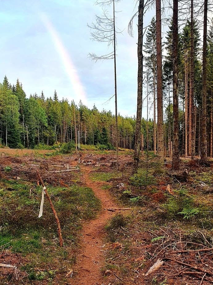 FERSK STI: Flere steder går stien gjennom hogstfelt. Foto: Tord Bern Hansen maridalsrunden stisykling oslo