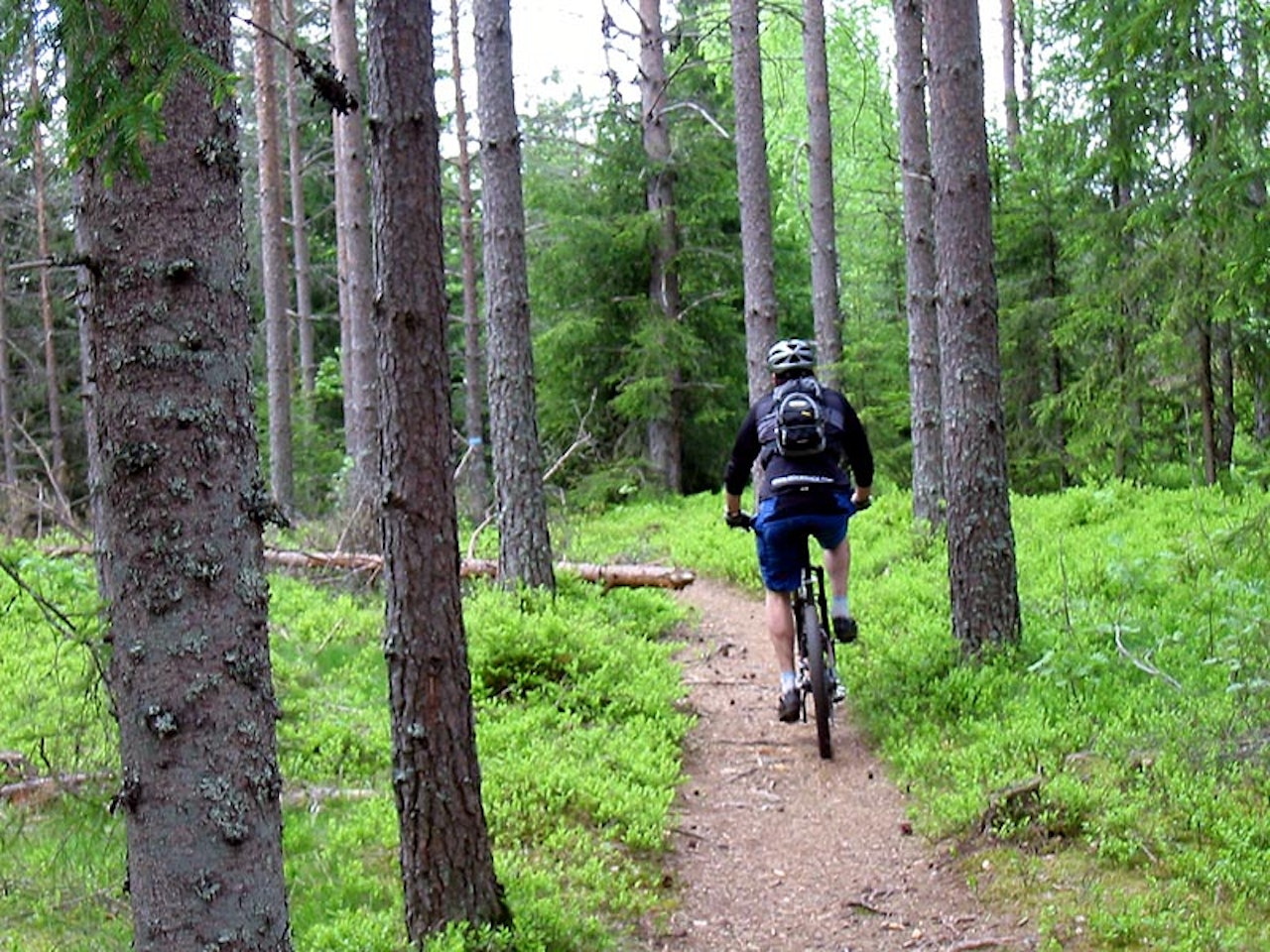 På plass: Der er her, på sti i skogen, det er morsomst, vet du. Ikke med hvite knoker på turveiene, med forskremte familier flyktende ned i grøfta. På plass: Der er her, på sti i skogen, det er morsomst, vet du. Ikke med hvite knoker på turveiene, med forskremte familier flyktende ned i grøfta.