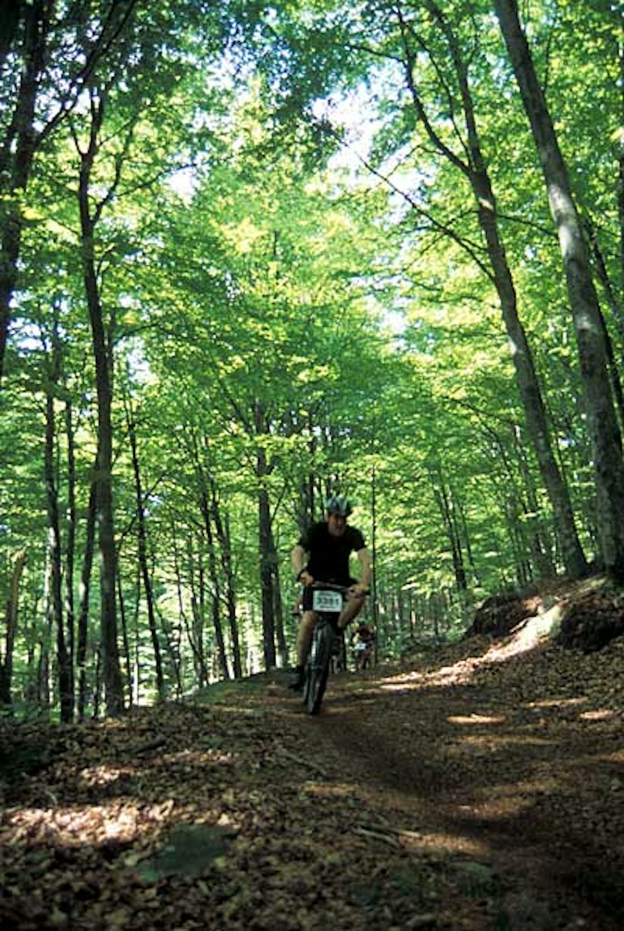 Bockstensturen har masse fin skog og flere mil med raske stier. Foto: David Elmfeldt Bockstensturen har masse fin skog og flere mil med raske stier. Foto: David Elmfeldt