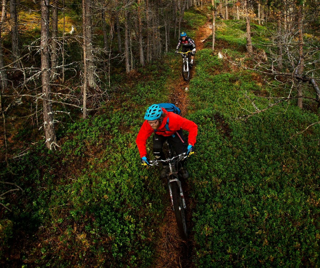 Skogene rundt Kaupanger består nesten utelukkende av flytstier. Knut Myking og Stig Wigum slipper på ned mot kraftgata. / Stisykling i Norge. Skogene rundt Kaupanger består nesten utelukkende av flytstier. Knut Myking og Stig Wigum slipper på ned mot kraftgata. / Stisykling i Norge.