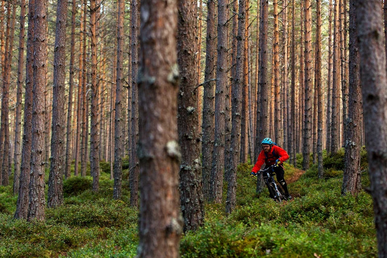 Flyplasstien har mye til felles med stiene på motsatt side av Kaupanger. Knut Myking blir liten blant store trær på Berg-og dalbane-stien. / Stisykling i Norge. Flyplasstien har mye til felles med stiene på motsatt side av Kaupanger. Knut Myking blir liten blant store trær på Berg-og dalbane-stien. / Stisykling i Norge.