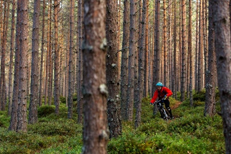 Flyplasstien har mye til felles med stiene på motsatt side av Kaupanger. Knut Myking blir liten blant store trær på Berg-og dalbane-stien. / Stisykling i Norge. Flyplasstien har mye til felles med stiene på motsatt side av Kaupanger. Knut Myking blir liten blant store trær på Berg-og dalbane-stien. / Stisykling i Norge.