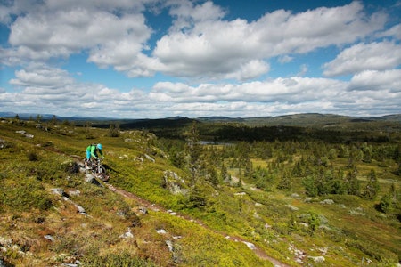 Det meste av terrenget rundt Skeikampen kan omtales som snaufjell, men ved Kyrakampen får Torger Fenstad likevel syklet litt mellom trær. / Stisykling i Norge.