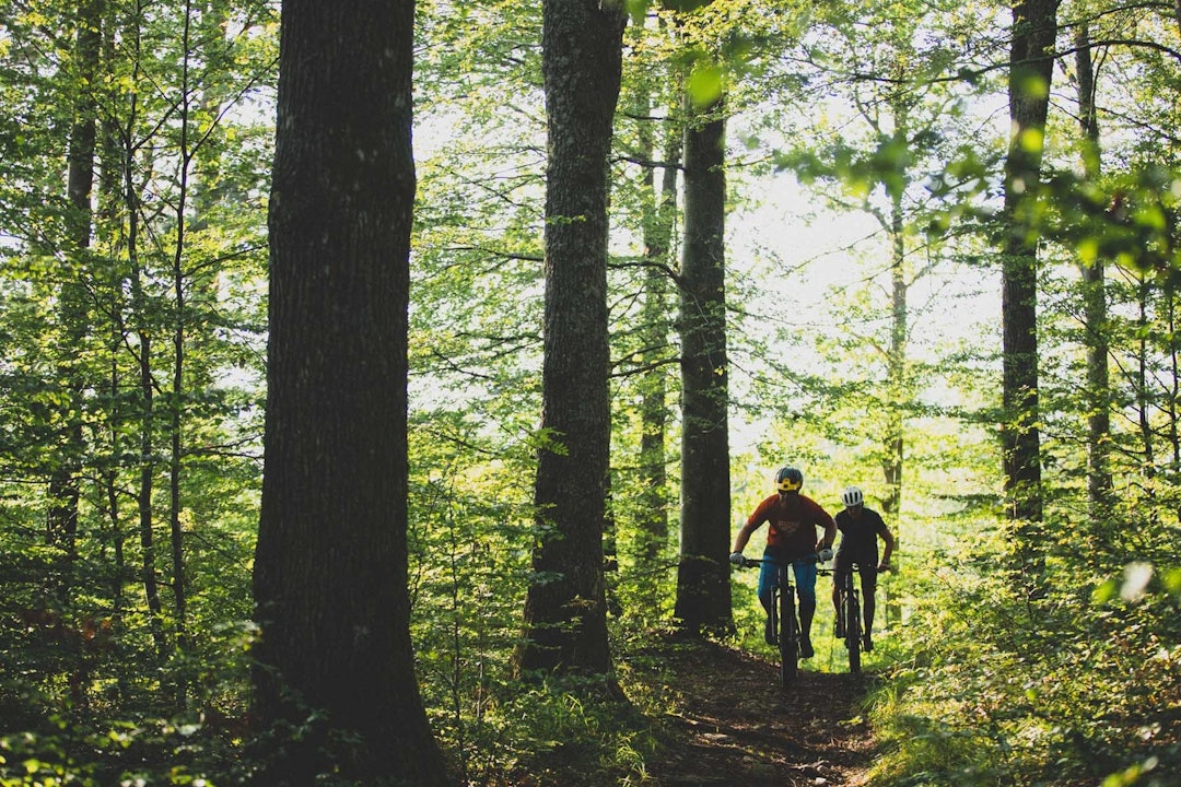 TYPISK HER: Skog er det mye av på Nøtterøy. Foto: Kristoffer H. Kippernes stisykling Nøtterøy