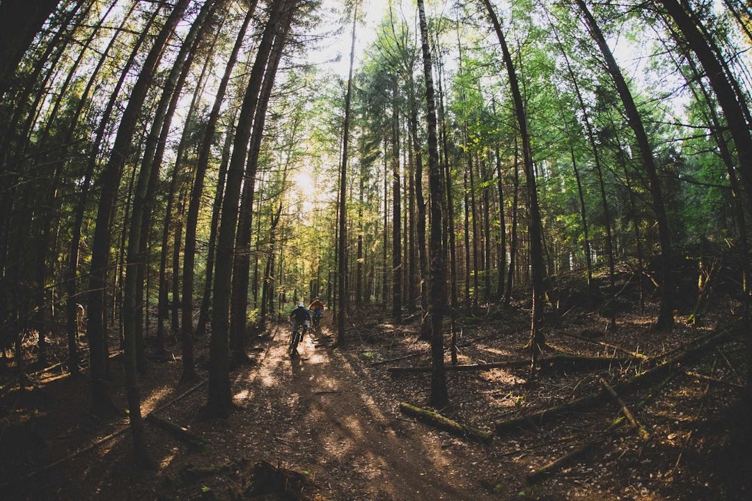 LETT: Er du nybegynner er det stor sjans for at du vil trives på stiene på Nøtterøy. Foto: Kristoffer H. Kippernes stisykling nøtterøy