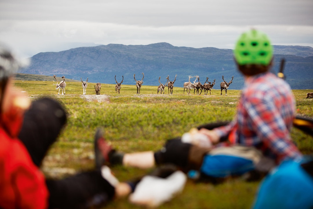 STIRREKONKURRANSE: Erik Eide Bye og Daniel Bjaltmann tar en hvil i lyngen mens lokale innfødte betrakter på avstand. Stisykling-Alta-5