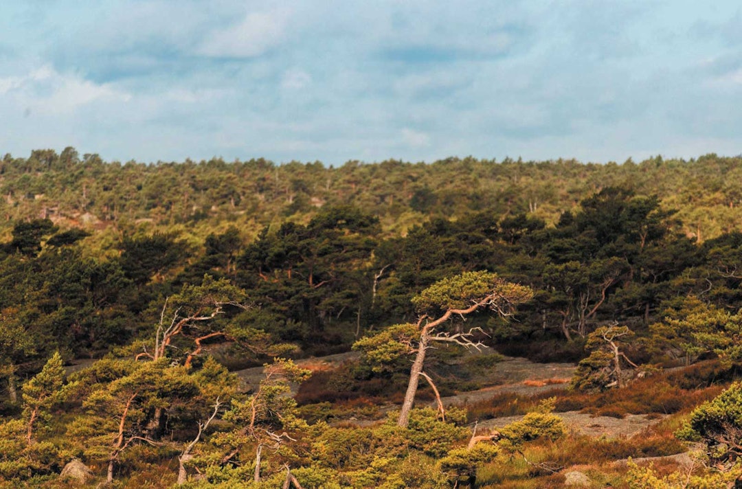 HARDT LIV: Trærne ytterst på Stabbestad har føyd seg etter vindens retning i mange år. HARDT LIV: Trærne ytterst på Stabbestad har føyd seg etter vindens retning i mange år.
