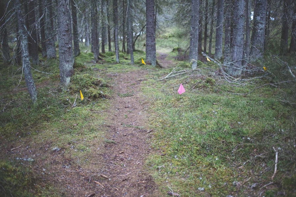 STIKKER:I terrenget mellom langrennsløypene er stien som skal bygges stukket ut. Foto: Kristoffer H. Kippernes nilsbyen sykkelpark trondheim