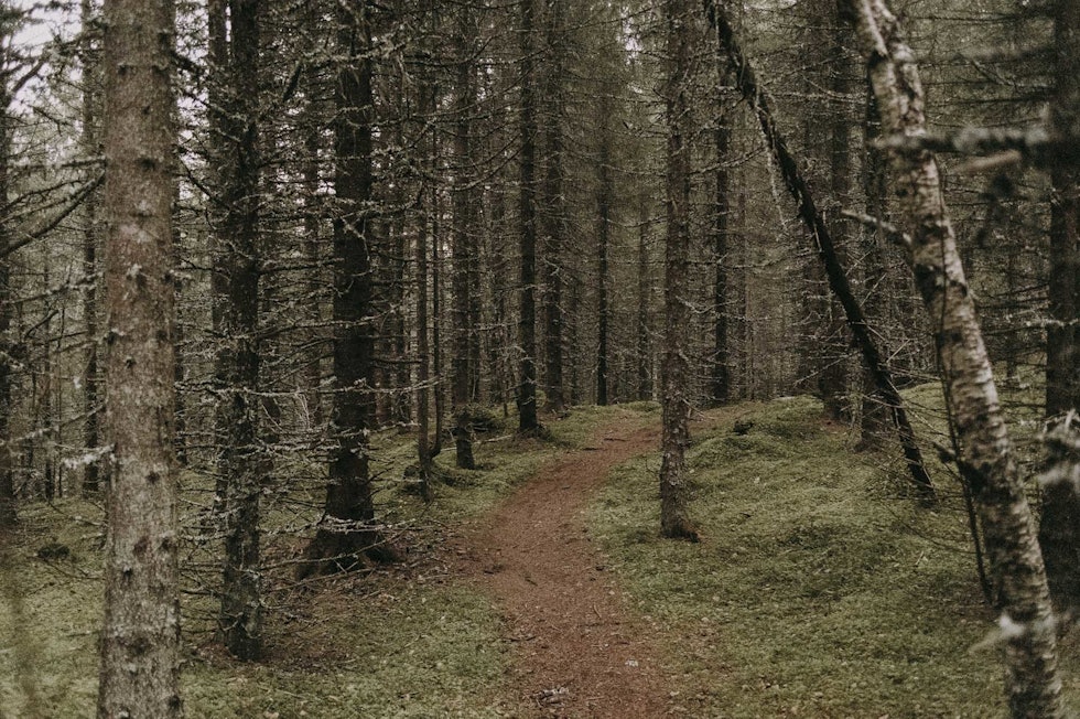 DRØMMEN: I ei kald og mørk tid er det greit å finne lyspunkter som dette. stisykling estenstadmarka trondheim