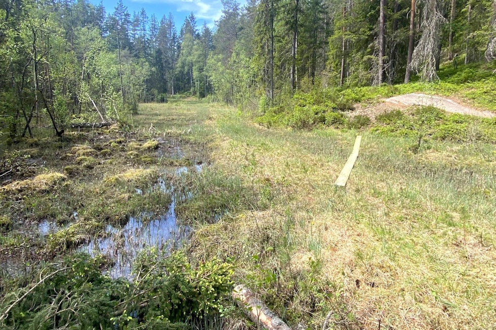 VEDLIKEHOLDSBEHOV: Slik så det ut på Slettåsen før NOTS Follo og lokale aktører fikk klippet området i våres. Foto: Endre Løvaas Klopping Slettåsen NOTS Follo