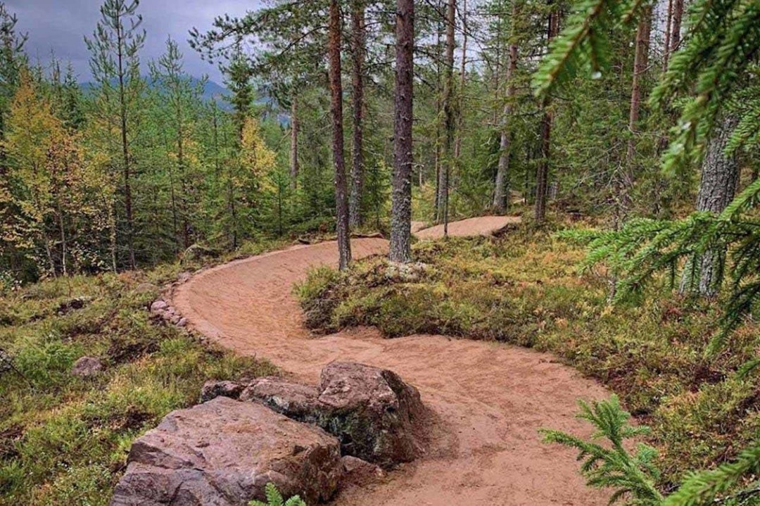 NY STI: Stien Papa Bear åpnet høsten 2020. Foto: Jonas Sjögren papa bear stisykling trysil