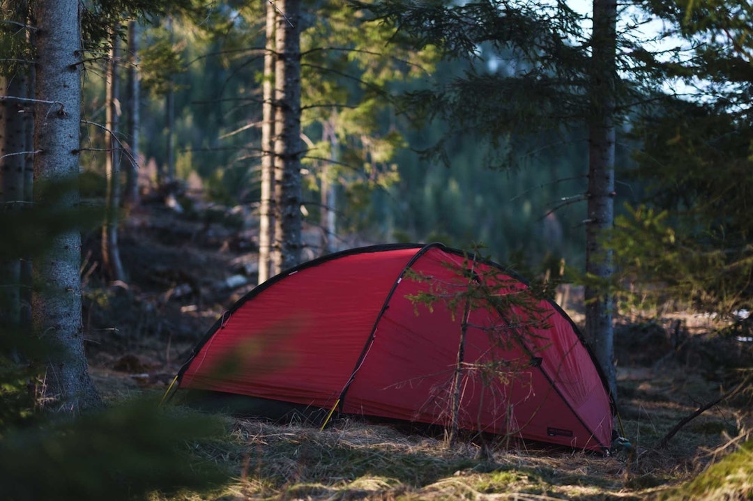 HOTELL: Vi må ta til takke med en granplantasje. Avgjort ikke det som stod øverst på ønskelista vår, men med varm vårsol neste morgen er det likevel bedre enn byen. Bak teltet venter det lille fjellet vårt. – Shit, var det så bratt opp dit? sykkeltur truger