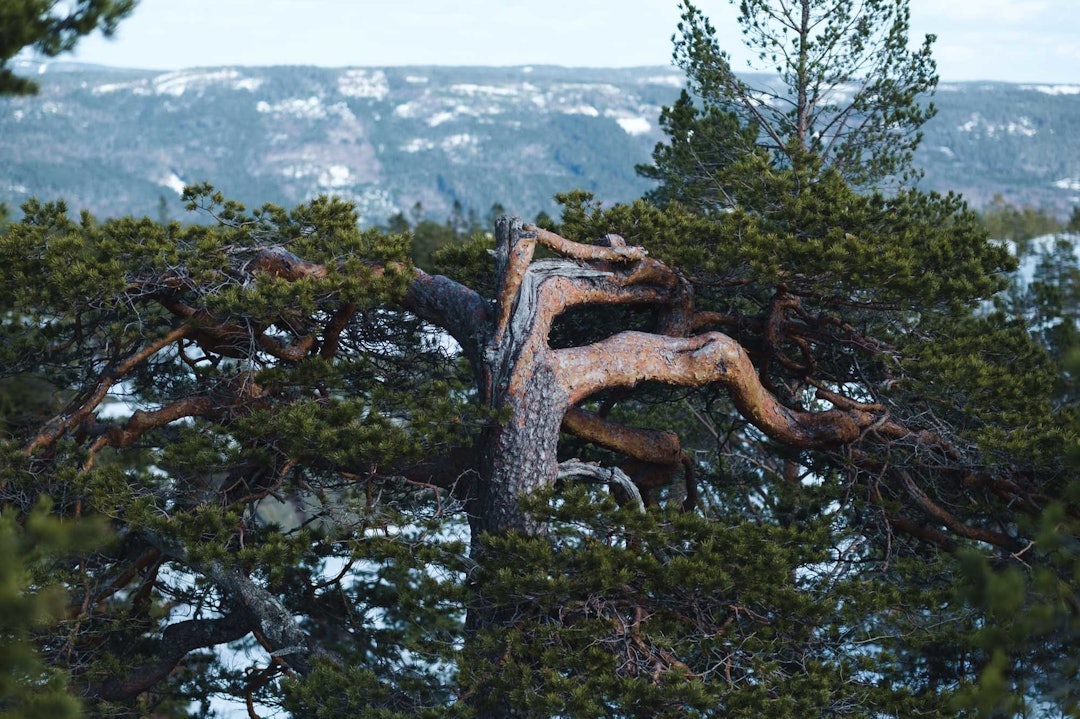 KROKETE: – Hei, gamlefar, hyggelig å hilse på deg! sykkeltur truger