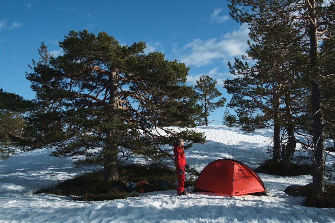 TUNET: Alle gårder med respekt for seg selv har et skikkelig tuntre. Klart vi må ha et eget leirtre. Dessuten er treet vårt fotogent. Glem alt om at en god leirplass bør ha ly for vind og vær og ved og vann lett tilgjengelig. Det viktigste med en leirplass er at den ser bra ut på Instagram sykkeltur truger