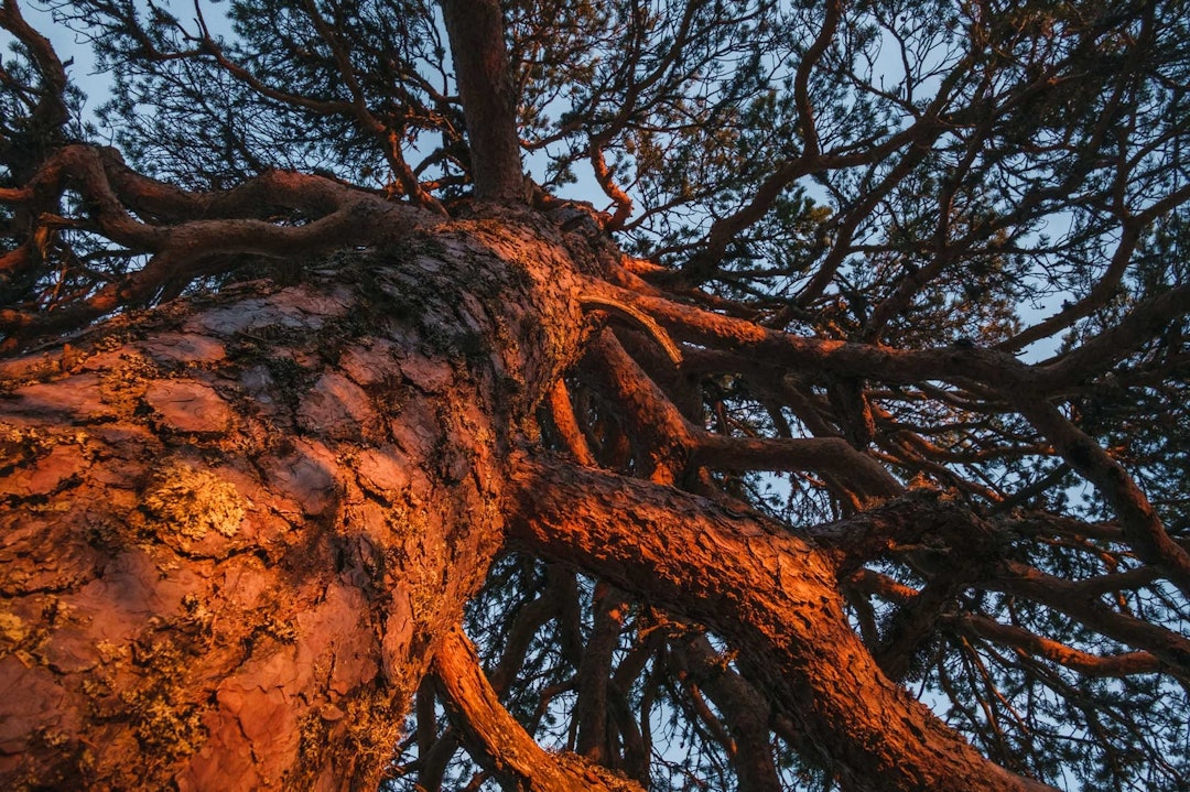 GULL: Golden hour. Den gylne timen. Trærne suger villig til seg solas siste stråler. Også de krokete greinene vi ikke sagde av. Karma sykkeltur truger