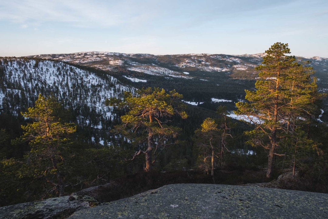 TOPP: Oppe på toppen er vi i vår egen lille villmark, som en liten øy, der skogen har fått passe seg selv i lang tid. Dette bildet er egentlig tatt neste morgen, men jeg kan sikkert lure noen til å tro at trærne er badet i kveldssola sykkeltur