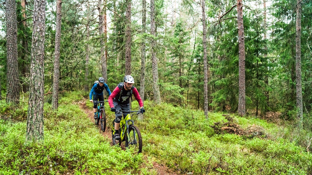 GRAN: Henrik Kippernes jager Truls A Ekelund gjennom én av mange skogstyper på Nøtterøy. Bilde: Magnus Roaldset Furset