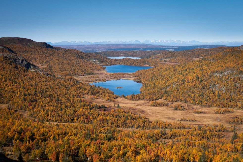 FIN TID: Høsten er tid for sterke farger i fjellheimen. Foto: Bjørn Jarle Kvande sykling golsfjellet