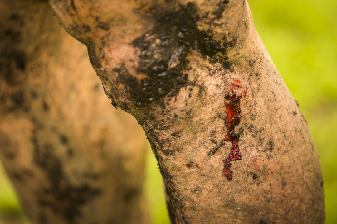 Det er terreng i Terrengsykkelrittet og det gikk med noen meter plaster. Foto: Snorre Veggan blood 1400x933