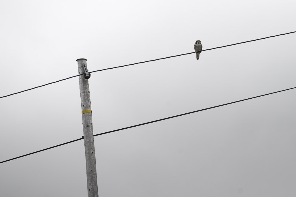 Skaidi (18 of 45) Skaidi (18 of 45)