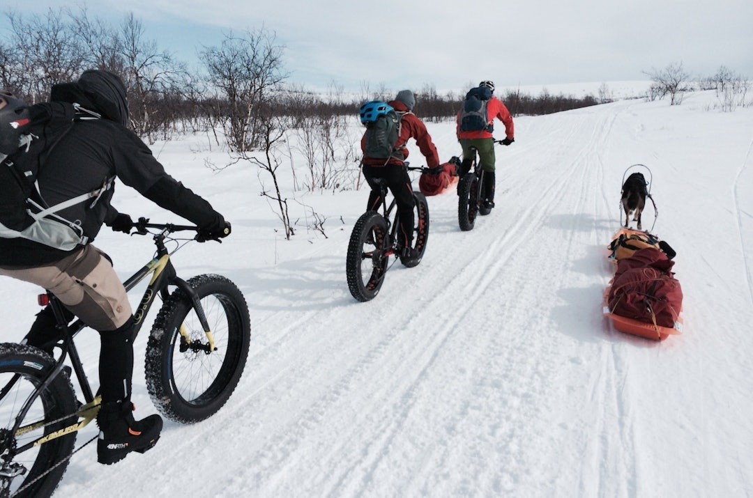 Finnmark fatbike og hunder - Privat - 1400x924