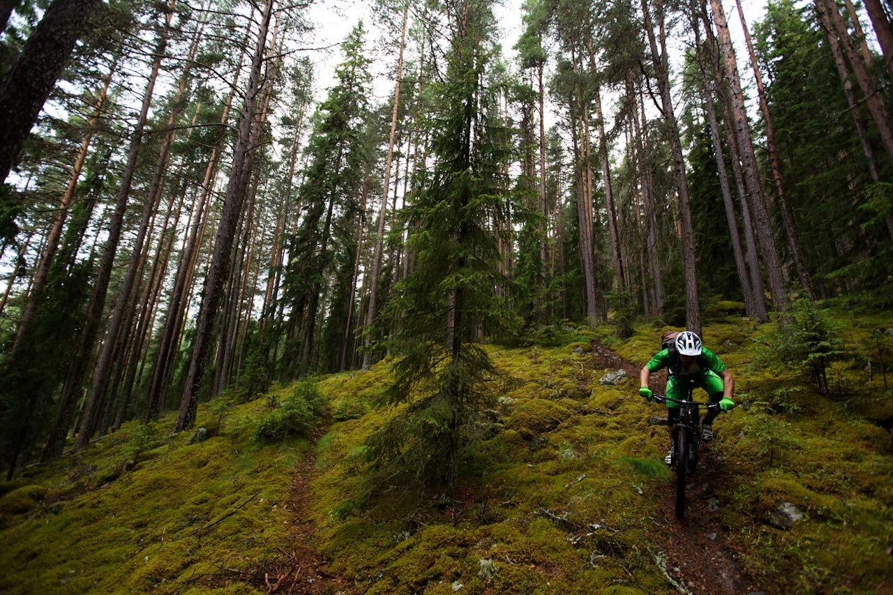 Stien Riksvei 7 har fått navnet etter fra veien den krysser. Sverre Eckhoff syns skog er langt mer interessant enn riksvei. / Stisykling i Norge. Stien Riksvei 7 har fått navnet etter fra veien den krysser. Sverre Eckhoff syns skog er langt mer interessant enn riksvei. / Stisykling i Norge.