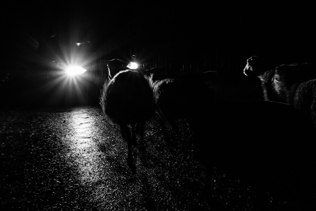 LØYPEPATRULJE: Terrengsykkels fotografer tok turen ut i Birkenløypa natten for å fange stemningen natten før. Vi benyttet anledningen til å rydde løypa for de innfødte. (foto: Snorre Veggan) birken2015-9766a