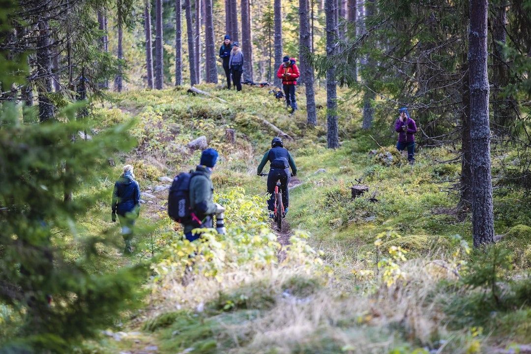 Skogen var full av skuelystne. Foto: Pål Westgaard