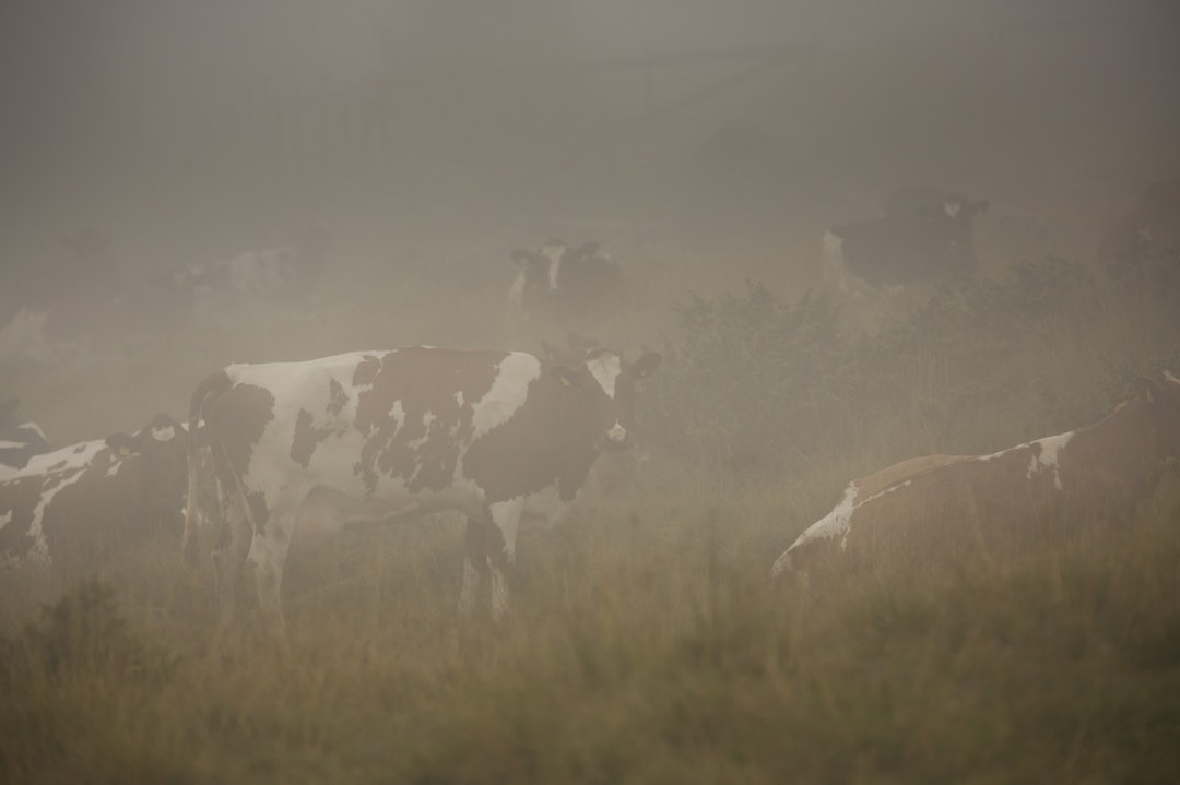 HUSDYR: Men det var andre dyr vi måtte passere på vei ut til løypa. (foto: Kristoffer H. Kippernes) _IPP8321