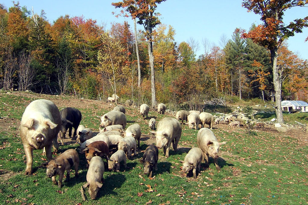 Fjellgris som går og snøfter og beiter langs løypa er ikke utelukket. Noen serveres også på matstasjonene. Foto: Walter Jeffries SugarMtnFarm Pigs In Pasture - Walter Jeffries