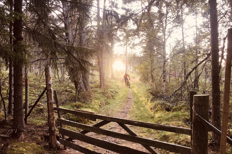 Rørosområdet byr på både skogsterreng så vel som det klassiske fjell- og viddelandskapet. Foto: Maren Todal Rørosområdet byr på både skogsterreng så vel som det klassiske fjell- og viddelandskapet. Foto: Maren Todal
