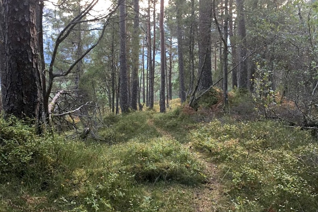Stiene på Førdsnipa er blant de som Sunnfjord Stisykkellag håper å utbedre. Foto: Håvard Grimelid Førdsnipa 1 Foto Håvard Grimelid 1200x800