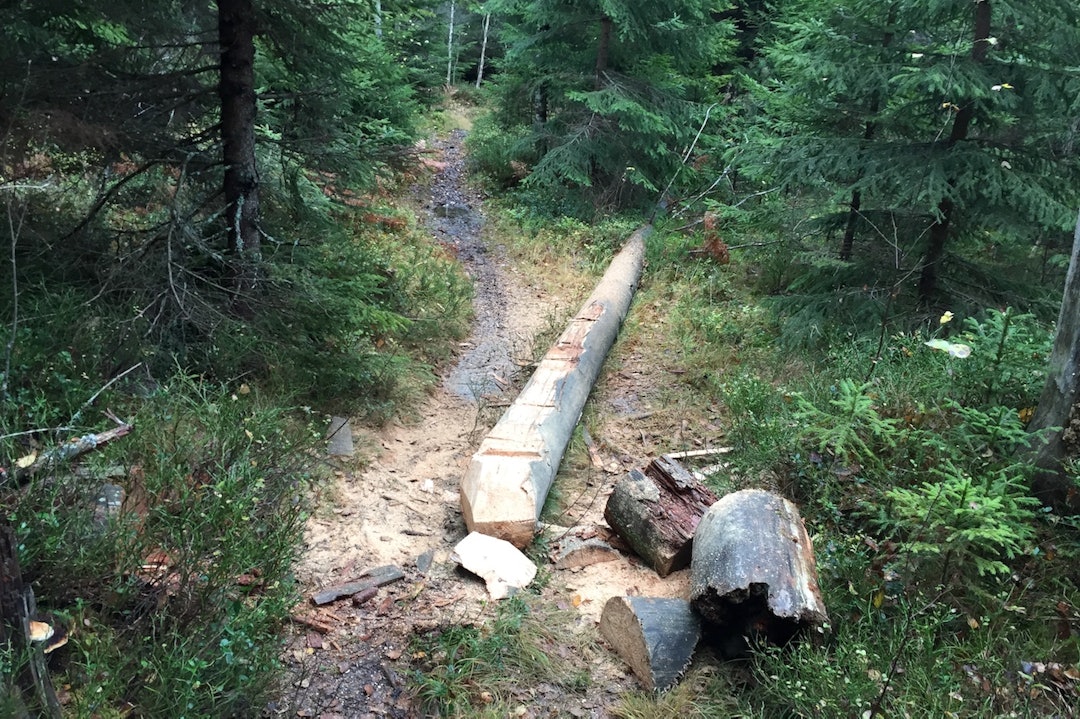 Det nye NOTS-laget i Follo er allerede i gang med å rydde og vedlikeholde stier. Foto: Trond Dyrnes Kloppklar Trond Dyrnes - 1400x933